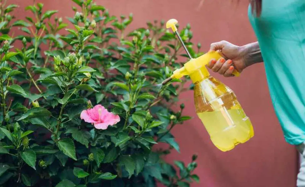 Mujer aplicando repelente a las plantas. Foto: Envato/Por samuelperales