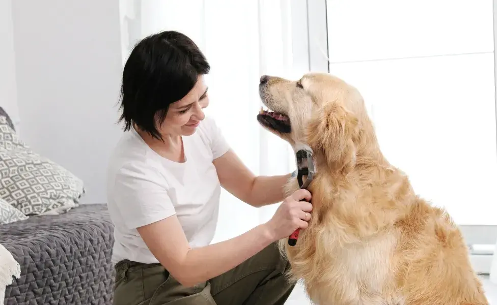 Mujer cepillando a su perro. Foto: Envato/AFGreen