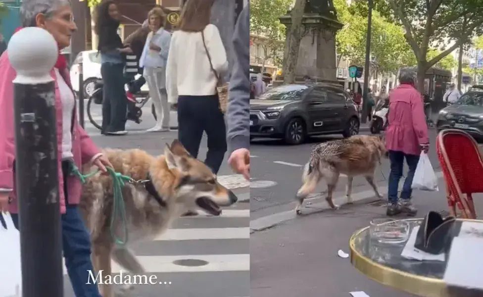 Se descubrió que en realidad se trataba de un perro lobo checoslovaco. Foto: X/AMAZlNGNATURE