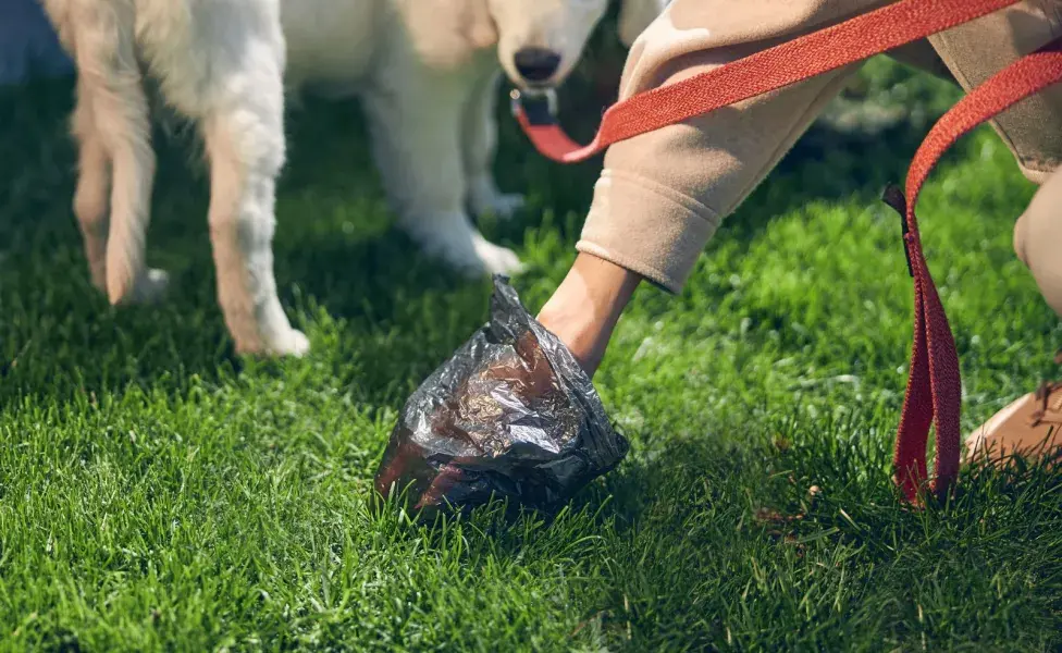 Es recomendable realizar análisis fecales regulares en el veterinario.