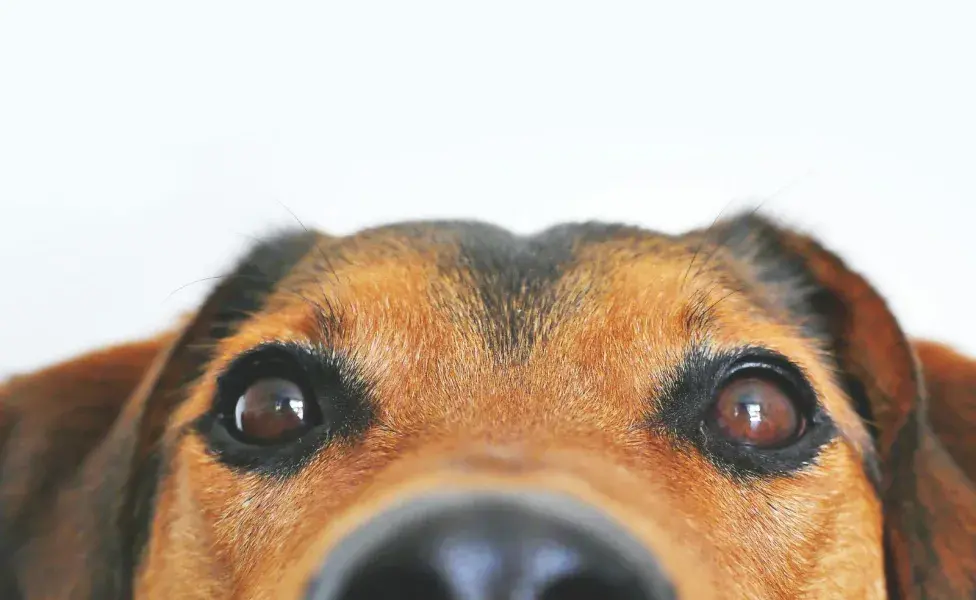 La nariz mojada en perros sirve para que mantengan la temperatura corporal.