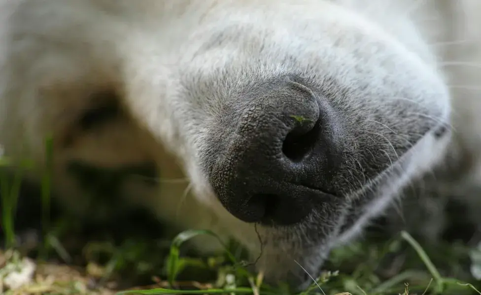 Los perros detectan 40 olores más que los humanos.