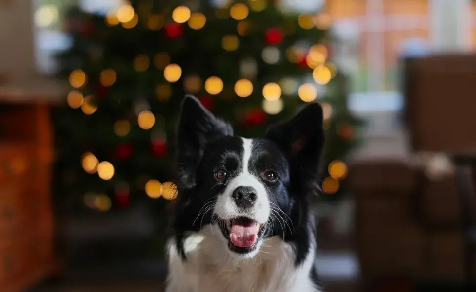 El árbol de Navidad es un factor que puede estresar a tu perro.