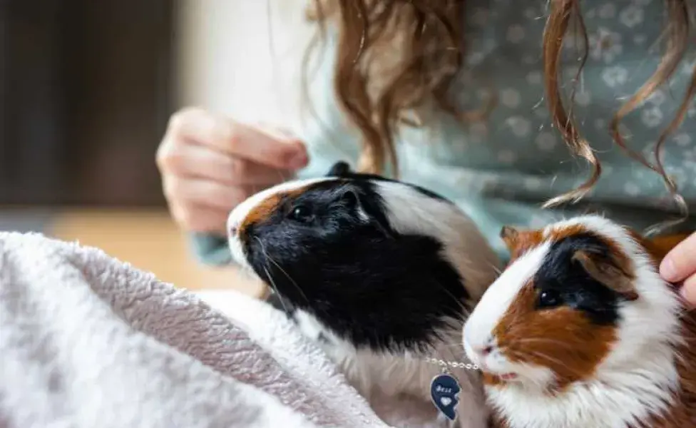 niña con sus hamster de mascota. Foto: Envato/Lightitup_now