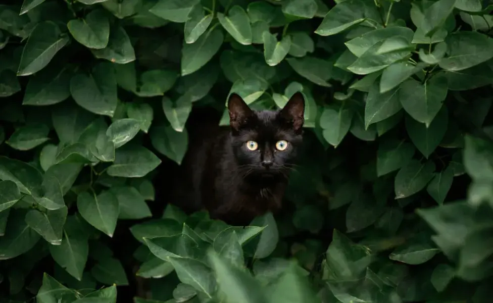 La pantera negra de "El Libro de la Selva" es una opción elegante y exótica