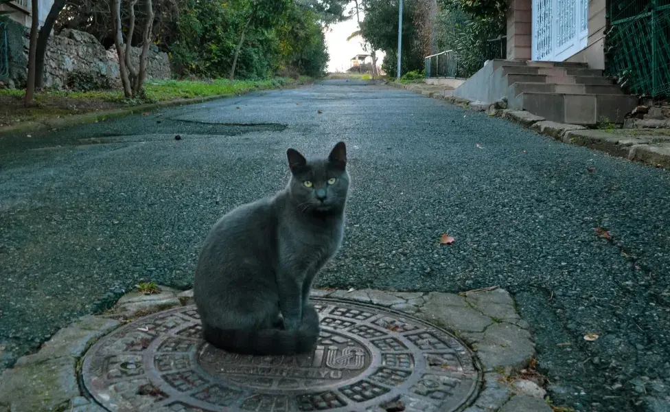 Las gatas siamés son muy cariñosas