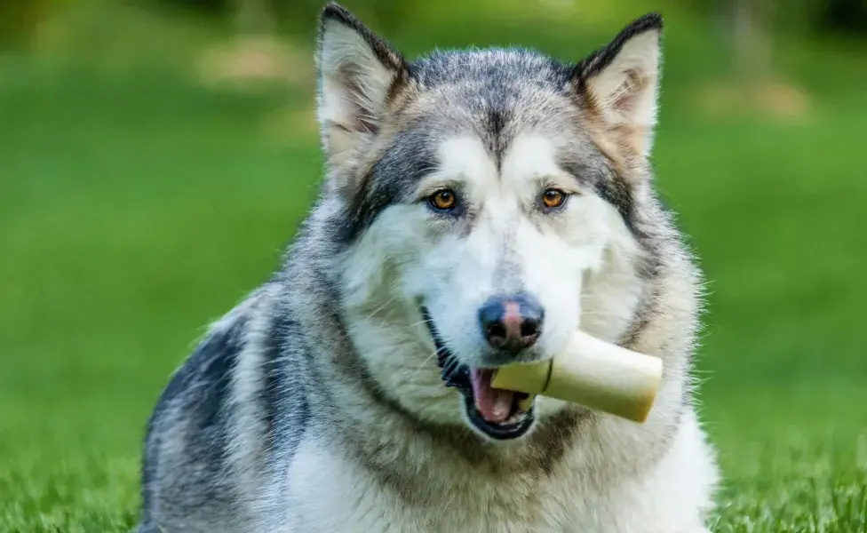 Magnus es un nombre común en perros. 