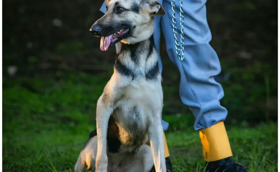 El ombligo del perro ayuda a detectar problemas de salud.