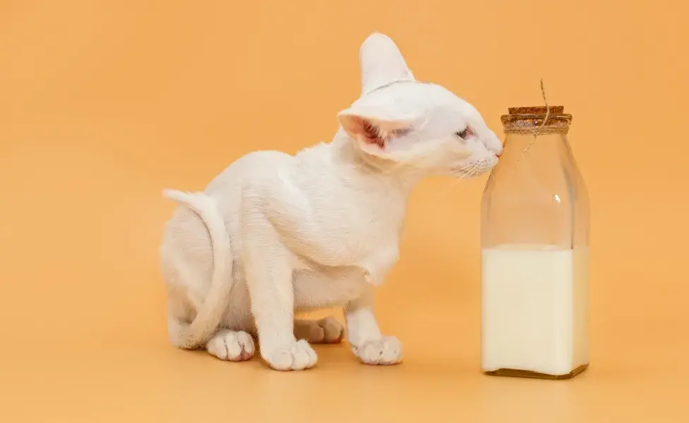 Leche para gatitos