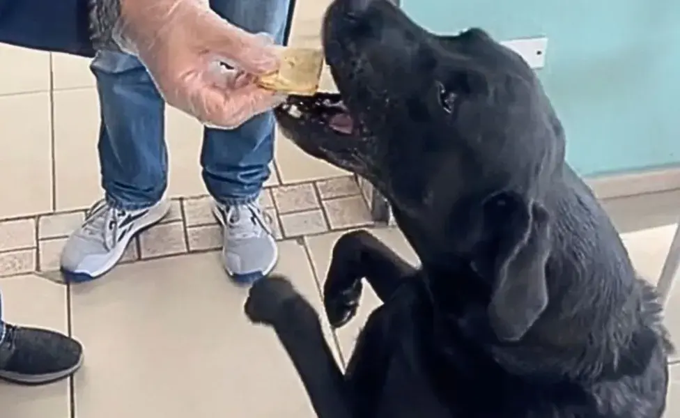 Otto, un perro labrador negro de Córdoba, Argentina