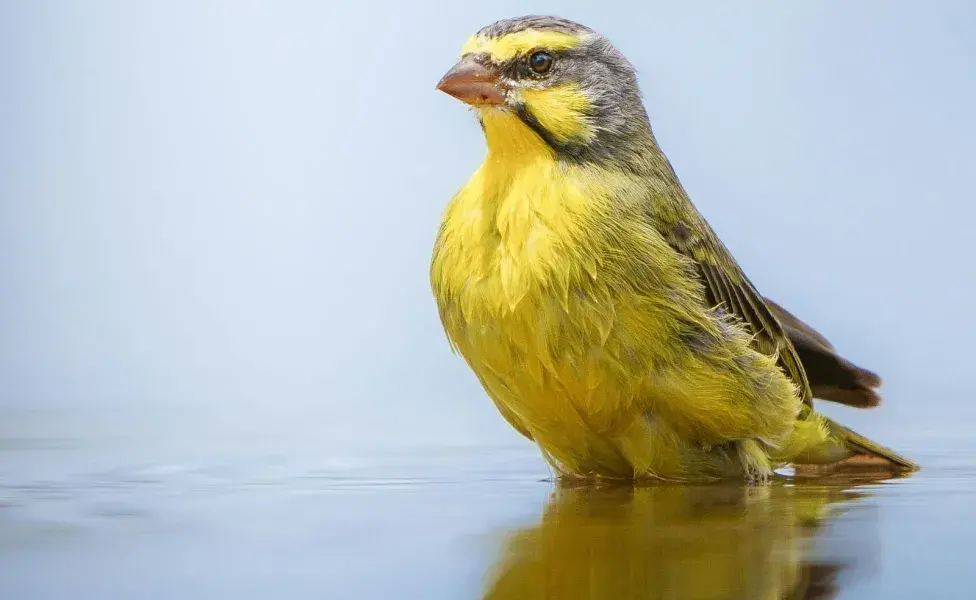 Las aves se estresan con la presencia de los gatos.