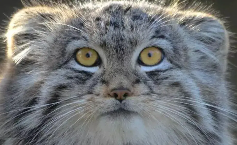 El gato Pallas vive en climas helados. De ahí su pelaje.