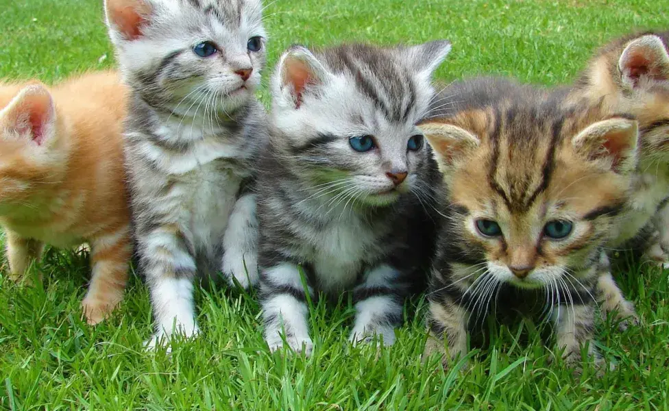 Los gusanos del corazón es fatal en felinos.