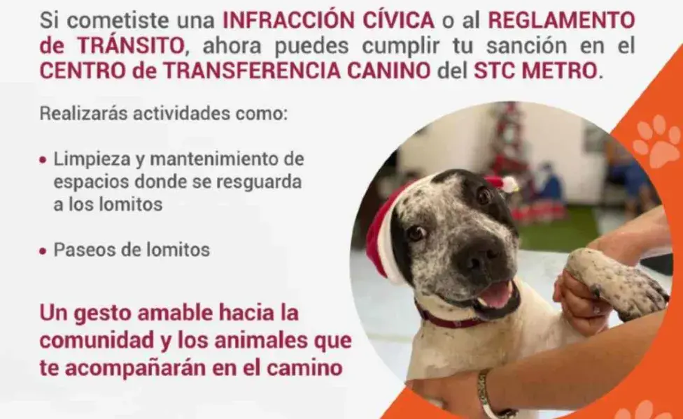 Paga multa cuidando perros