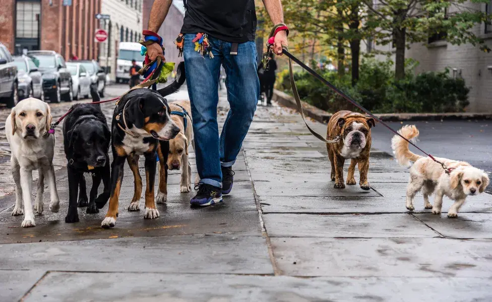 Paseador de perros con muchos. Foto: Envato/Javanng