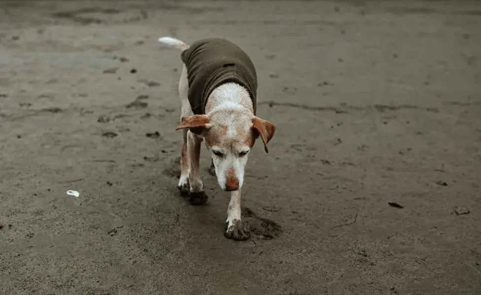 Ejercitar a tu perro ayuda a que le dé hambre.