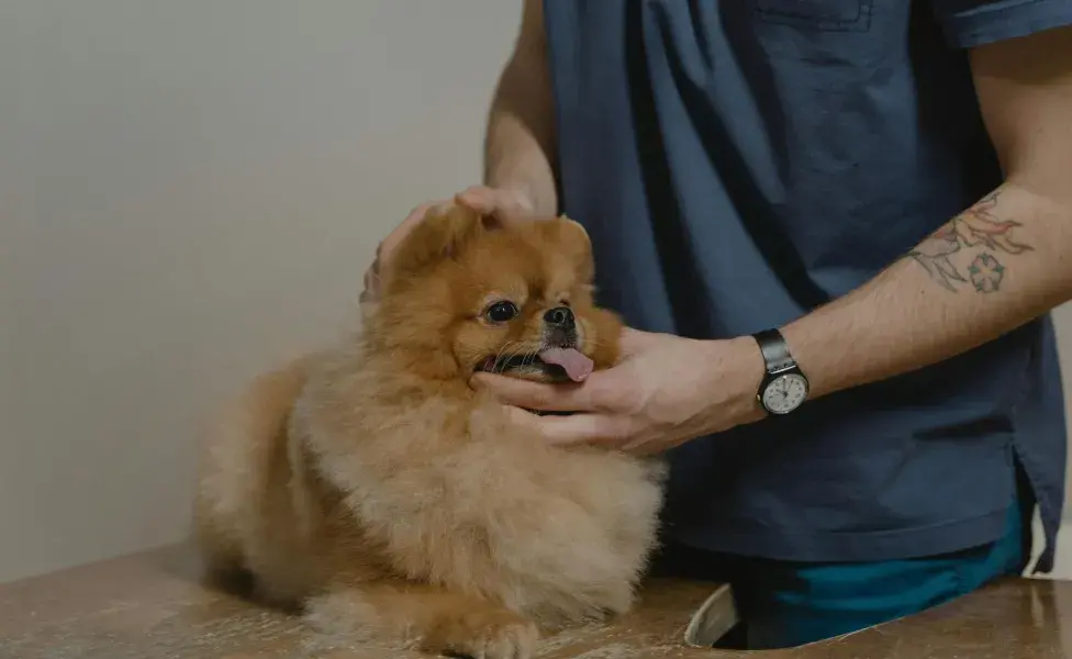 Recuerda que los perros no pueden tomar medicamento de humanos.