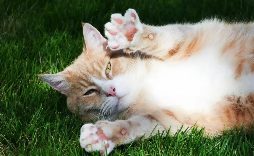 Las patas de los gatos deben limpiarse y después secarse para evitar la humedad.