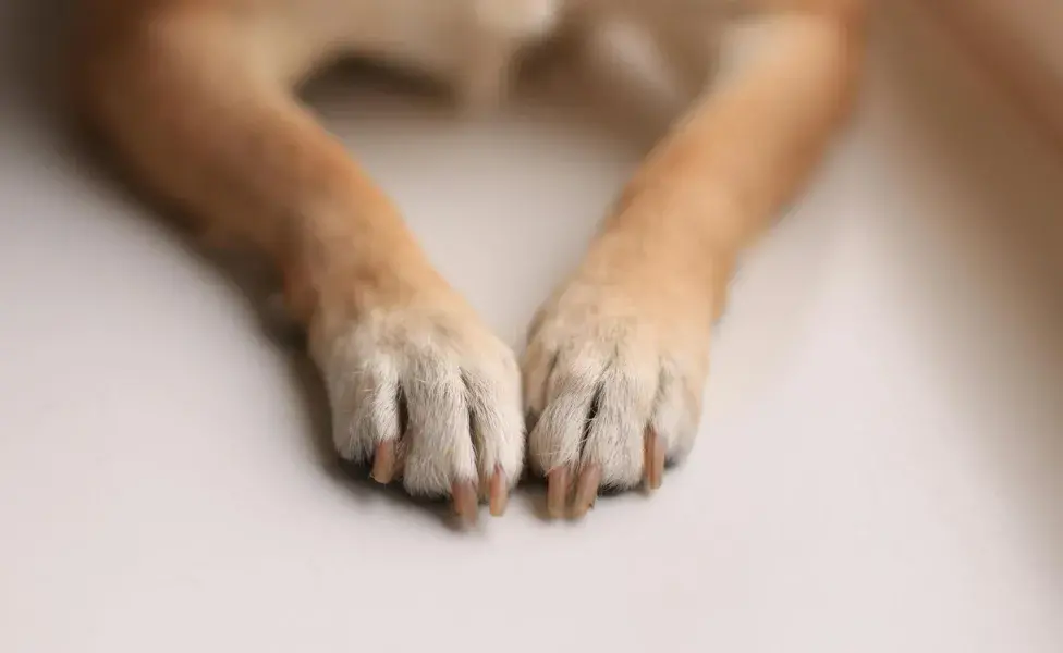 El no cortarle las uñas a tu perro, puede causarle dolor al caminar.