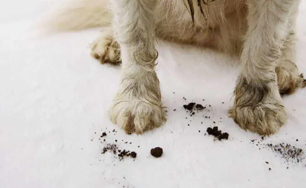 Dado que los perros pasan mucho tiempo al aire libre, sus patas pueden acumular una variedad de sustancias 