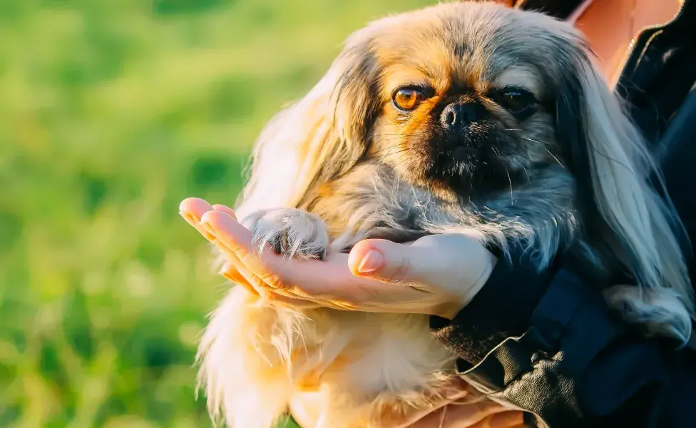 5 razas de perros pequeños y peludos