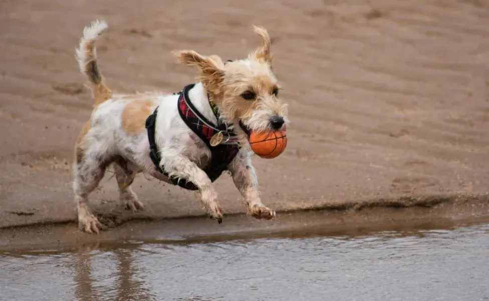 Es mejor no darle a los perros juguetes con relleno.