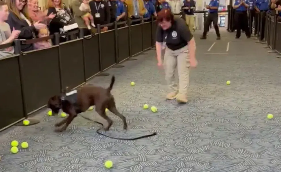 Los asistentes le mostraron su aprecio arrojándole sus pelotas de tenis favoritas.