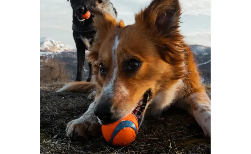 Los perros adultos pueden jugar con pelotas más duras.