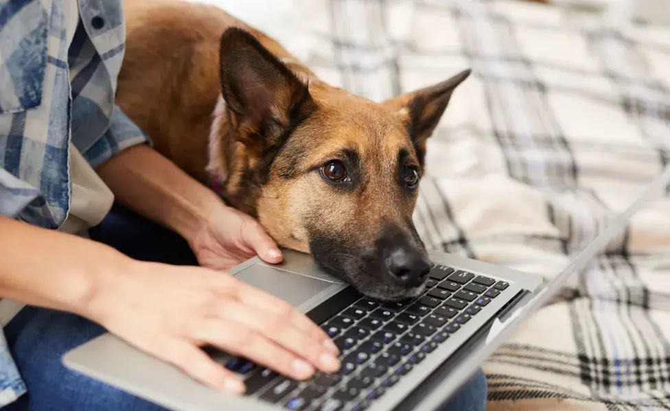 Los perros aprenden mucho observando nuestras interacciones con otros humanos