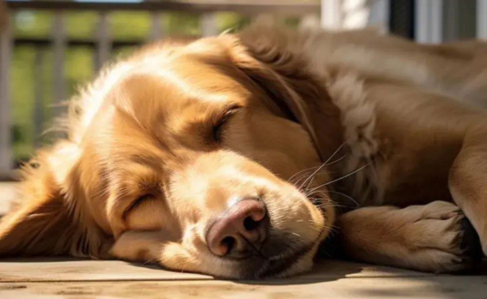 Los perros, al igual que los humanos, tienen sus propias posturas y hábitos de sueño.