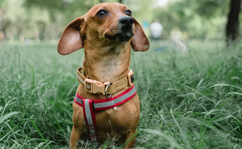 Las razas grandes tienen mayor riesgo de ciertos cánceres si se esterilizan temprano.