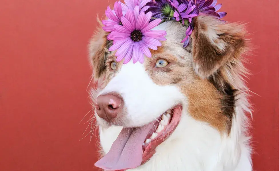 Es posible decorar el hogar con esta flor sin poner en riesgo a los animales