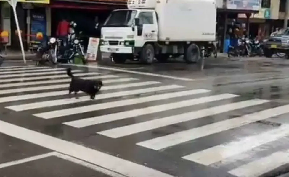 perrito cruzando la calle por las lineas. Foto: X/OscuraColombia