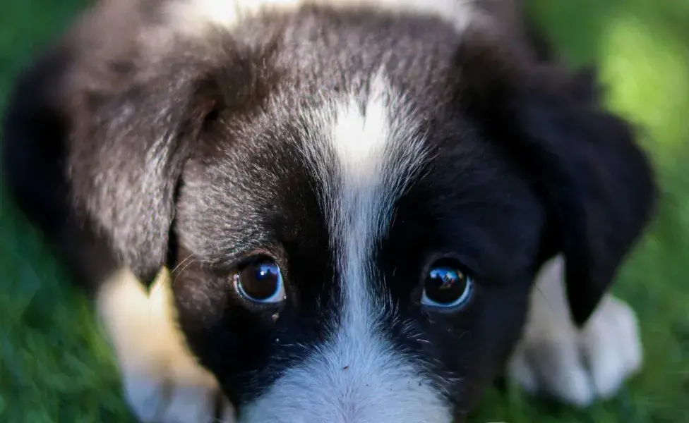 Tus perros deben ir acompañados. Foto: Pexels/Priyam Modak