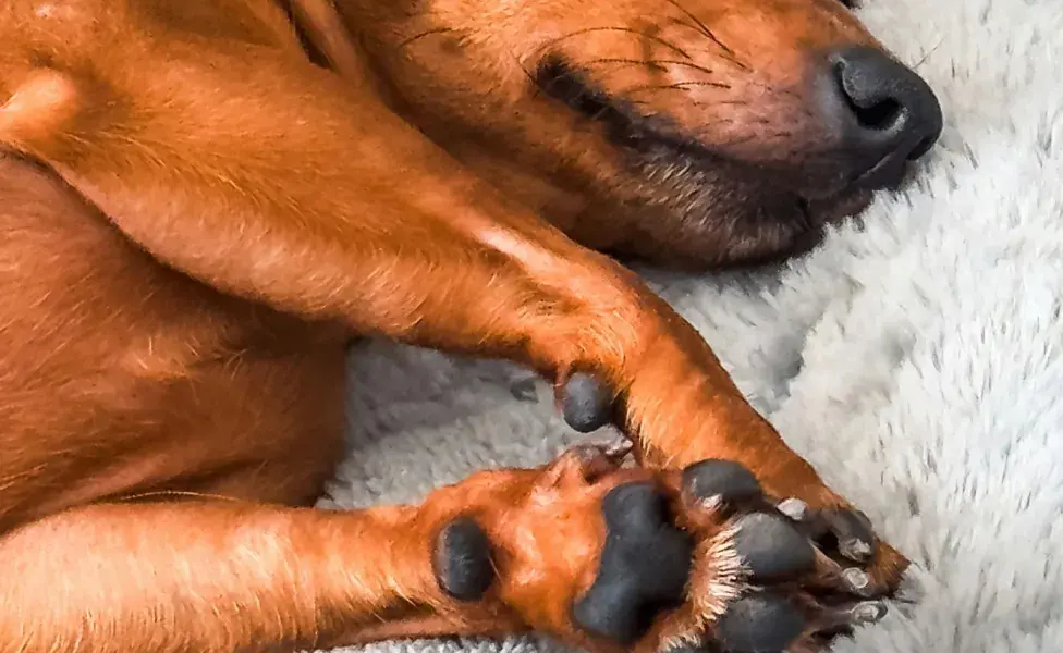 Después de ir a pasear, revisa las almohadillas de tu perro para evitar problemas.