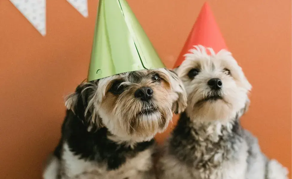 El pastel para perros tiene nutrientes como fibra y proteína,