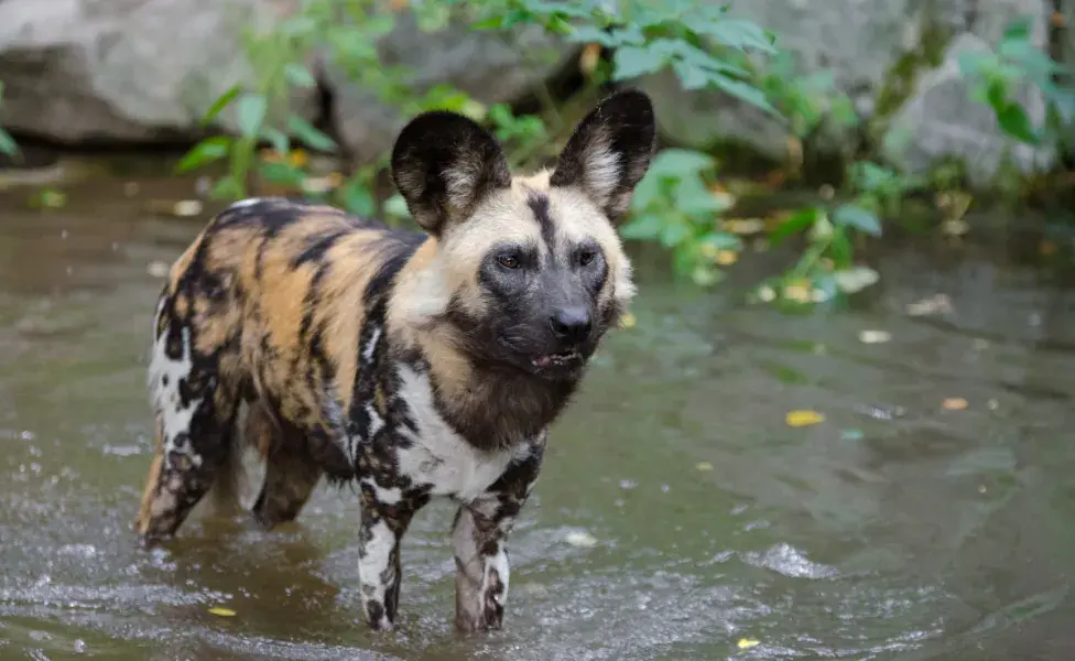 aplicar regraPerros africanos llegan al zoológico de Cali perro%20africano%20Colombia