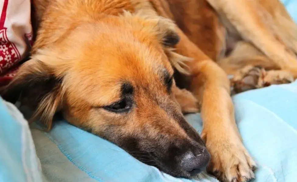 Cómo saber si tu perro fue envenenado; estos son los síntomas