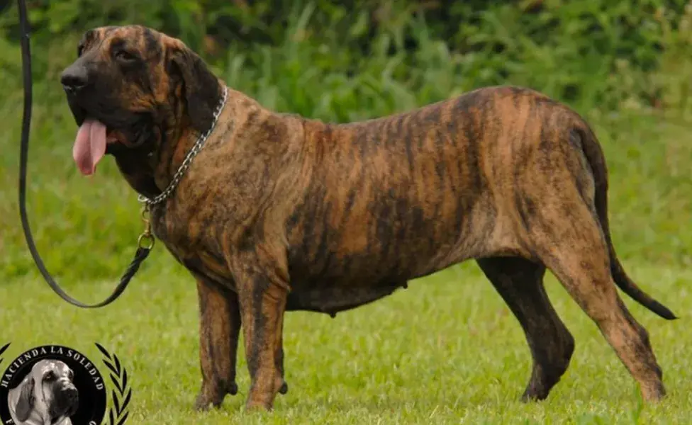 aplicar regra¿Cuántos tipos de perros Mastín existen? perro%20fila%20brasile%C3%B1o