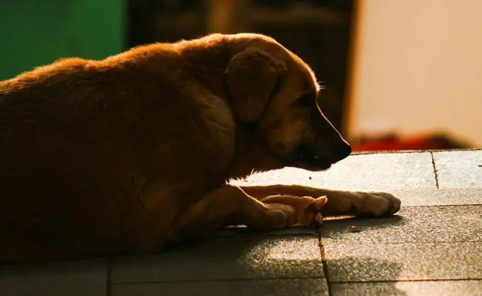 Darle de comer a un perro callejero puede ayudarle a sobrevivir.