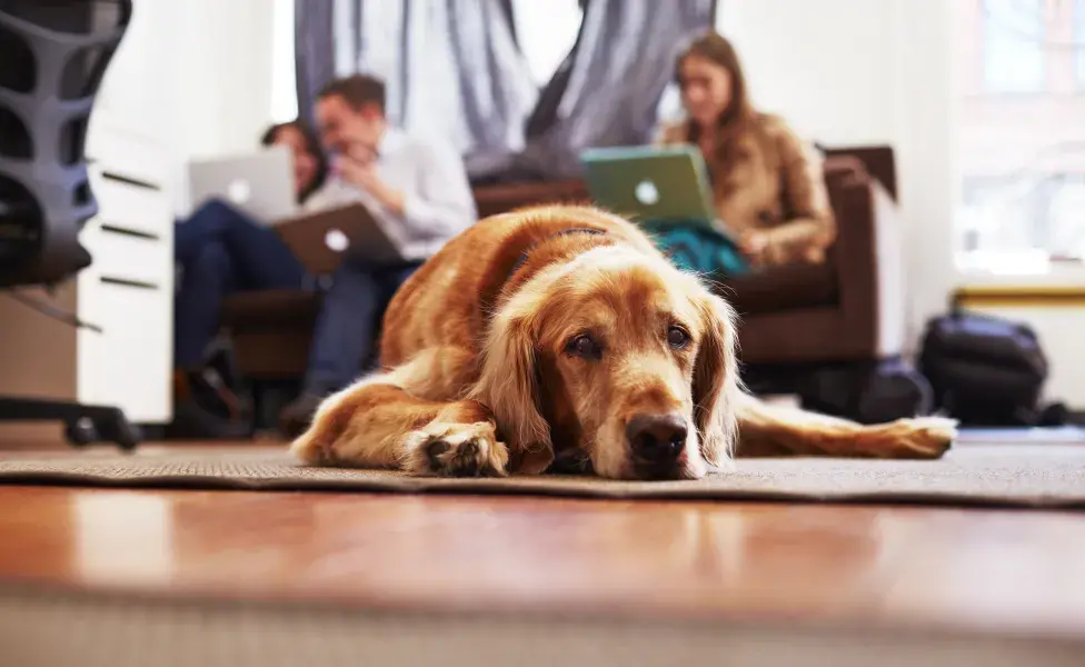 perro aburrido. Foto: Envato/Image-Source