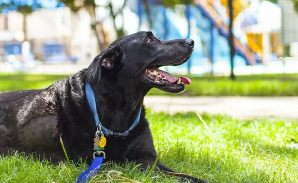 El Parque México y el Parque España son dos de los destinos favoritos para los dueños de perros. 