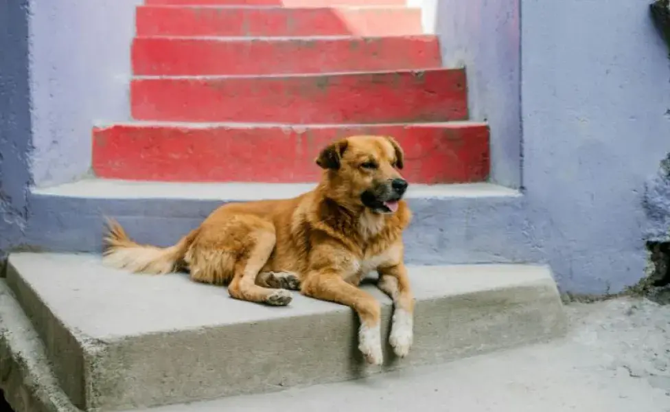 Perro acostado en unas escaleras. Foto: Pexels/Julia Volk