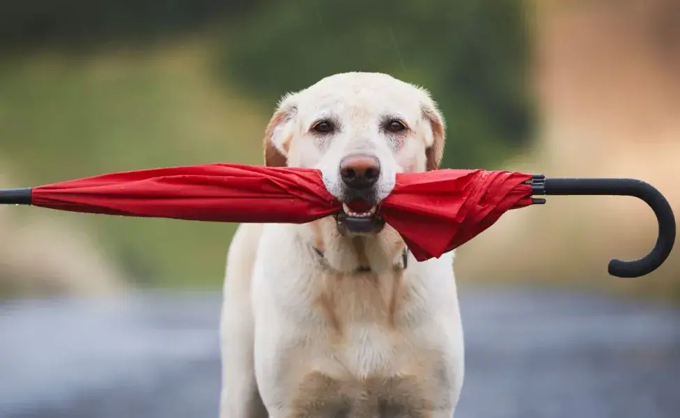 Los perros pueden resfriarse si están expuestos a condiciones frías. Foto: Envato/Chalabala 