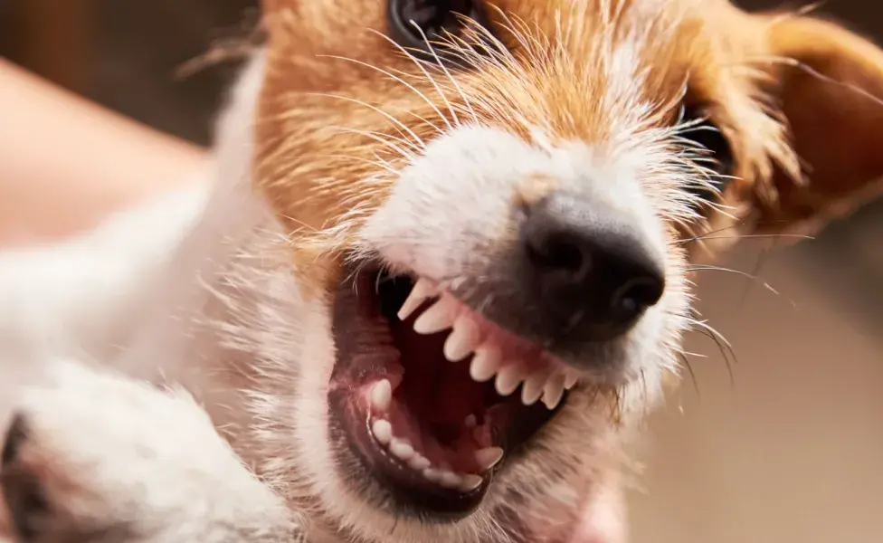 Perro agresivo enseñando los dientes. Foto: Envato/Lazy_Bear