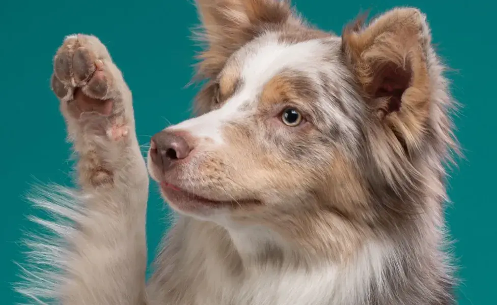 Entre los dedos de las patas, los perros tienen glándulas que secretan un olor único.