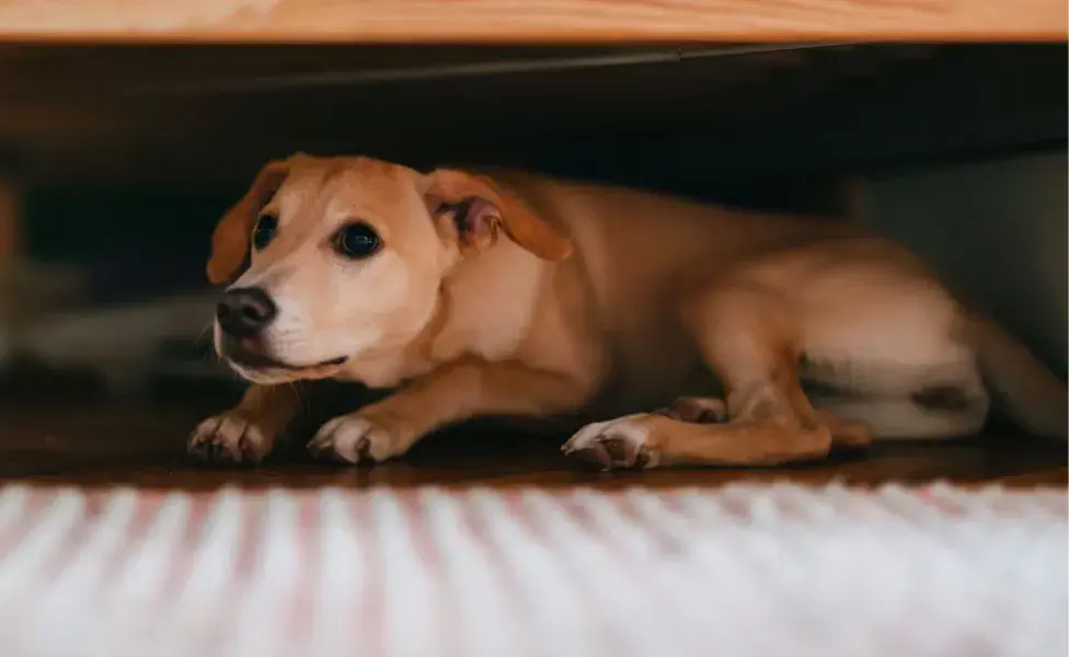 Los perros pueden oír sonidos hasta cuatro veces más lejos que los humanos