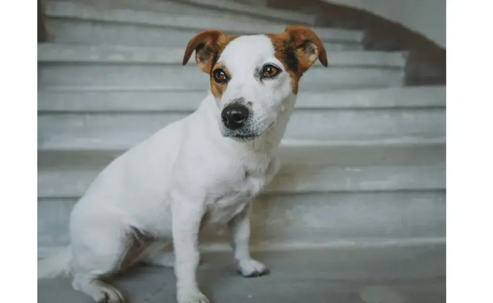 La falta de energía puede afectar el peso de tu perro.