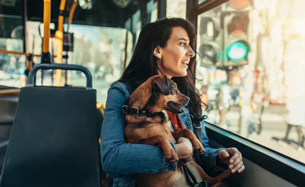 Tu lomito o minino debe viajar dentro de una transportadora con base absorbente