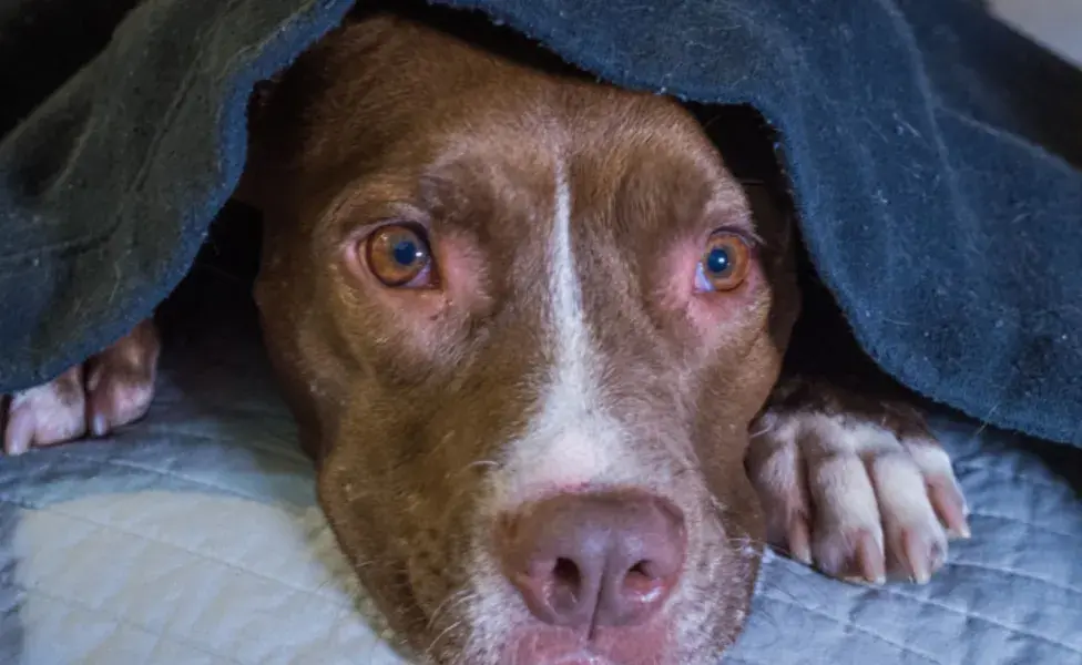 Proporcionar un lugar seguro y tranquilo es uno de los métodos más efectivos para calmar a un perro asustad